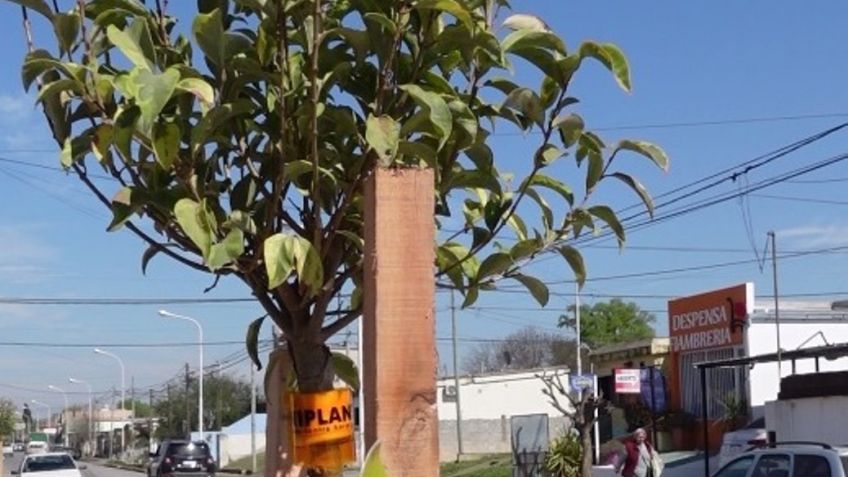 En los próximos días llegarán a los 9000 árboles plantados del Plan de Forestación