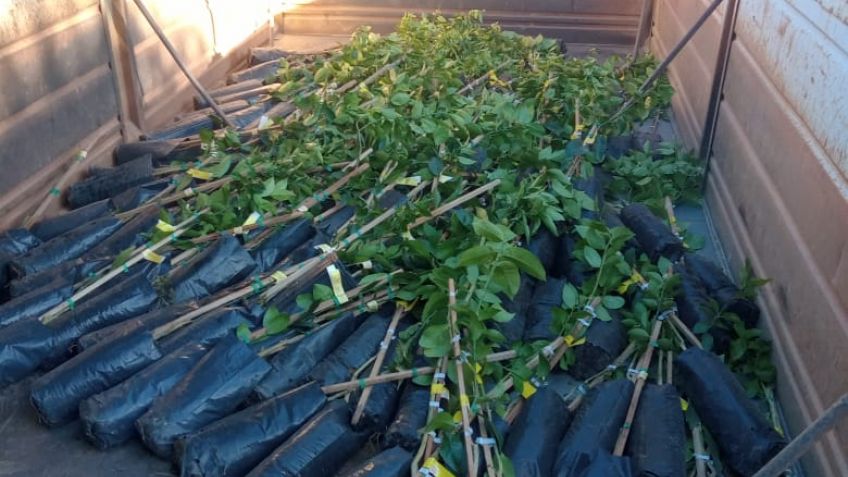 Entregaron plantas a productores en el marco del Plan Frutícola