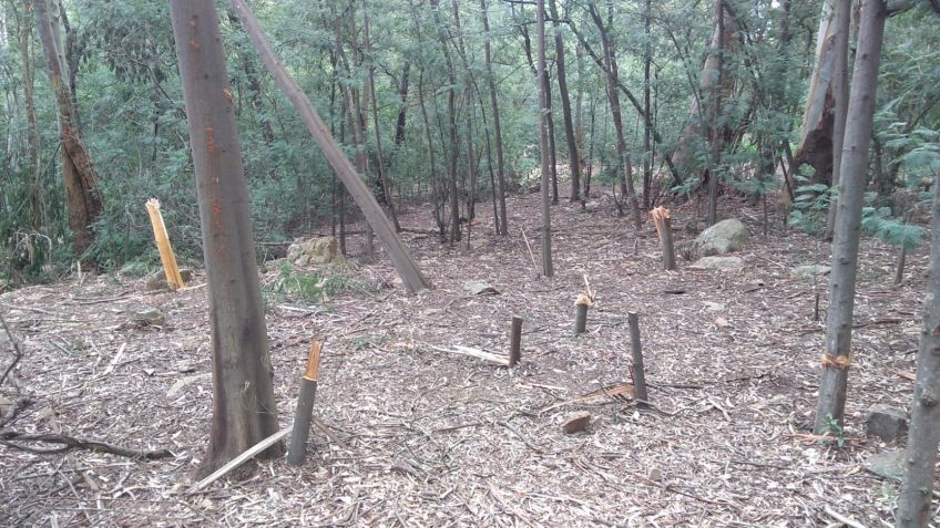Denuncian la tala ilegal en la zona del Parque Independencia