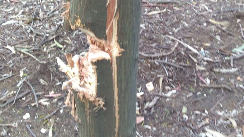 Denuncian la tala ilegal en la zona del Parque Independencia