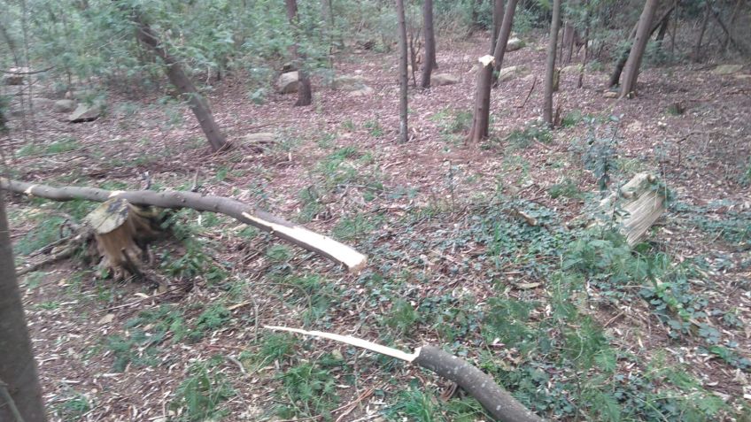 Denuncian la tala ilegal en la zona del Parque Independencia