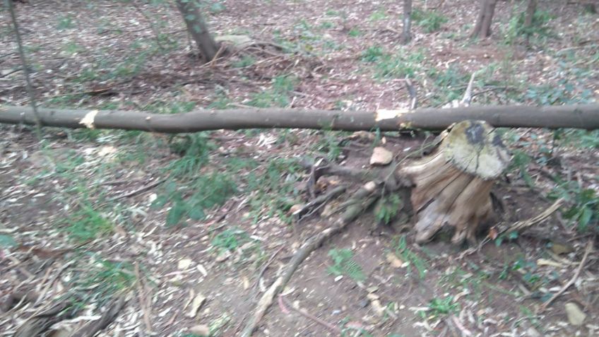 Denuncian la tala ilegal en la zona del Parque Independencia