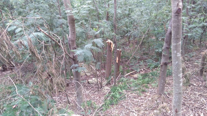 Denuncian la tala ilegal en la zona del Parque Independencia