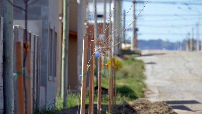 El Municipio avanza en una nueva etapa del  Plan Forestal del Bicentenario