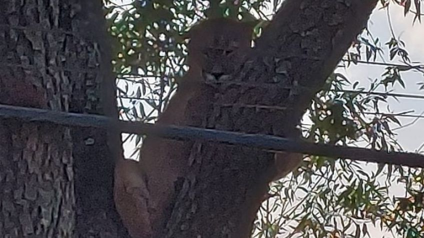 Balcarce: personal de Tandil liberó a un puma que estaba en un árbol
