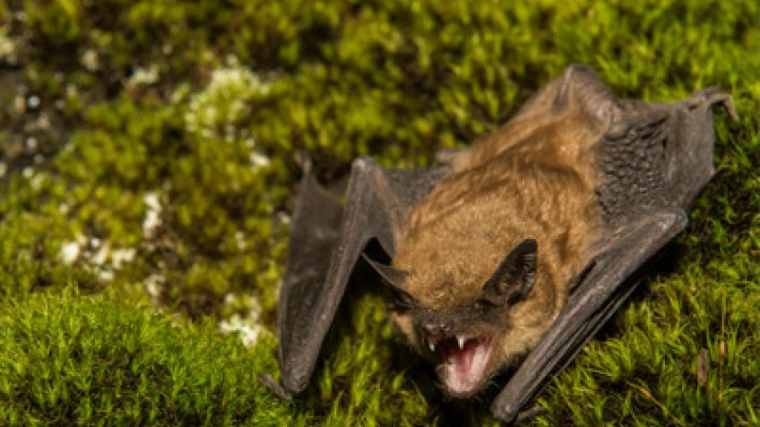 Realizarán un operativo de vacunación especial por el hallazgo de un murciélago con rabia