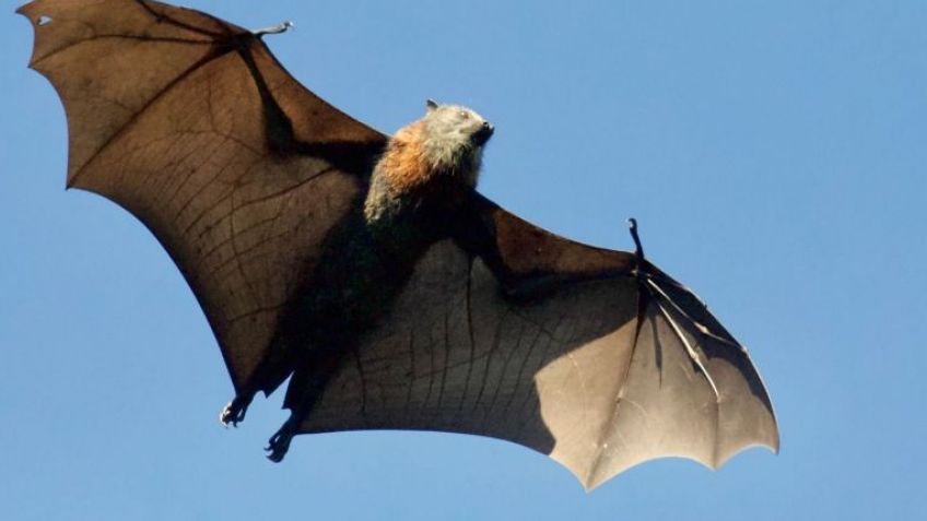 Un nuevo caso de rabia en un murciélago activó el protocolo de vacunación