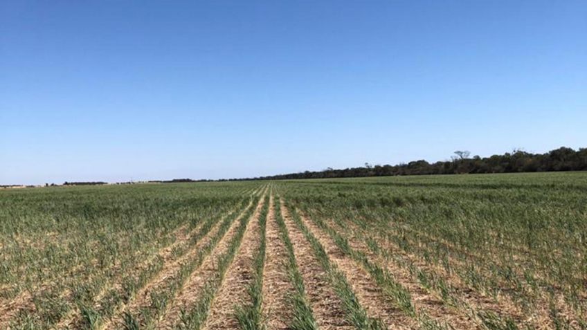 Se declaró la emergencia agropecuaria por sequía en 64 partidos bonaerenses