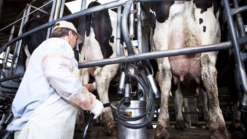 Programa Impulso Tambero: comienzan a acreditarse los pagos para los 628 productores bonaerenses