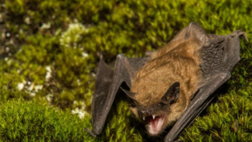 Un nuevo caso de murciélago con rabia volvió a activar el protocolo de vacunación