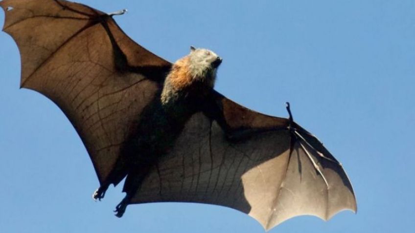 Se detectó un nuevo caso de un murciélago con rabia