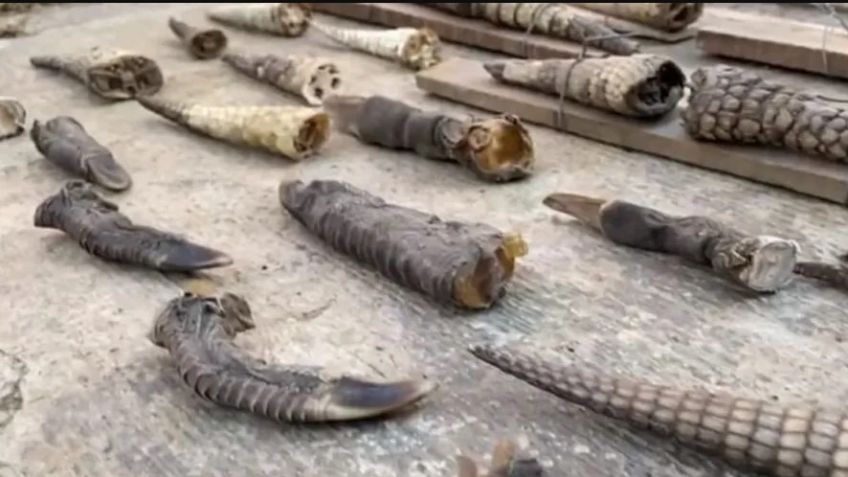 Incautan piezas de fauna protegida en Tandil y Longchamps