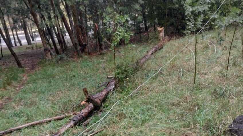 Taló un árbol y dejó sin energía a 2500 usuarios