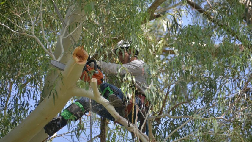 Reiteran que los árboles comunitarios sólo pueden podarse con autorización municipal