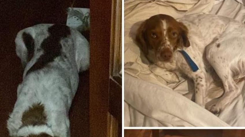 Buscan a Pancha