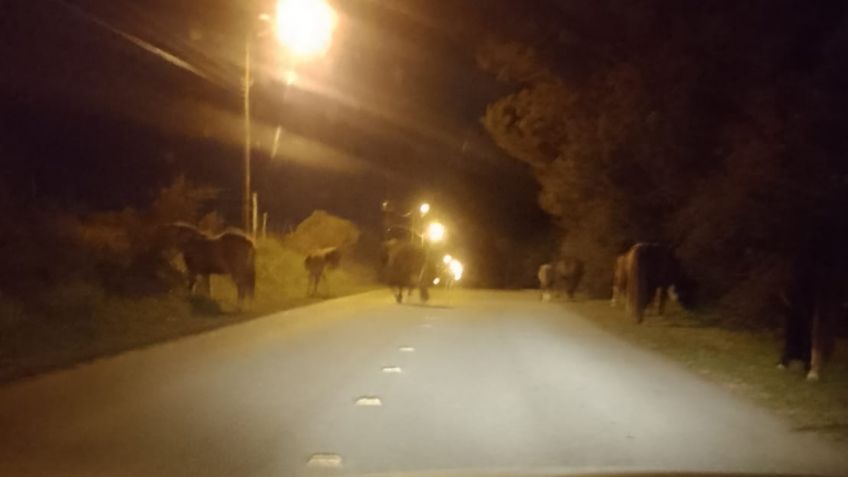 Denuncian la presencia de caballos sueltos en la noche en la zona de La Elena