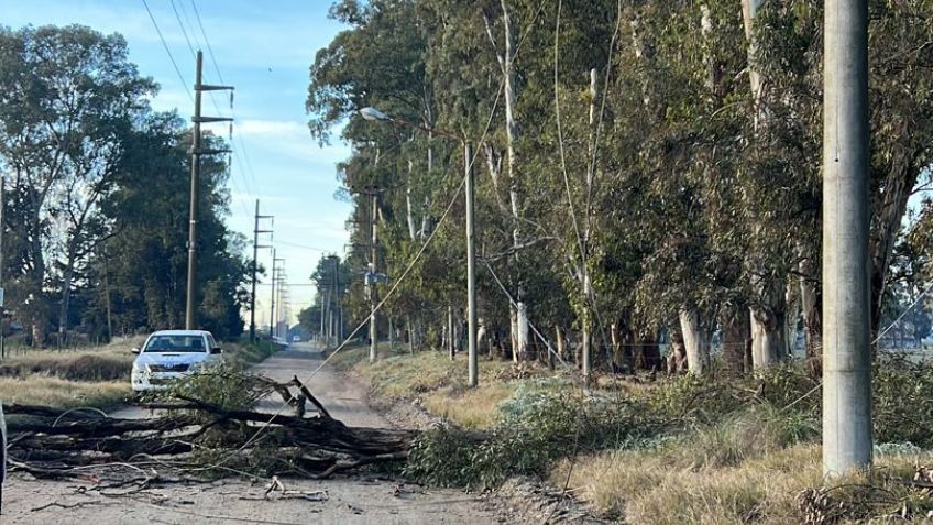 Estaban podando árboles y dejaron sin electricidad a una zona de la ciudad