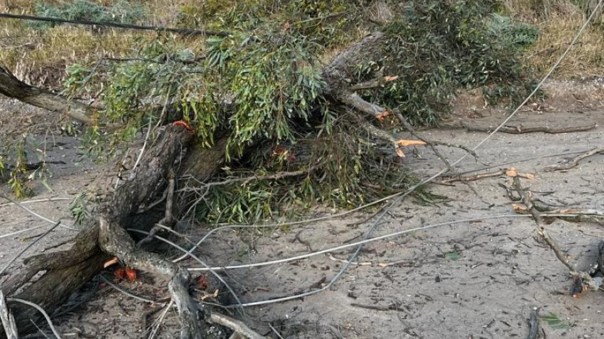 Estaban podando árboles y dejaron sin electricidad a una zona de la ciudad