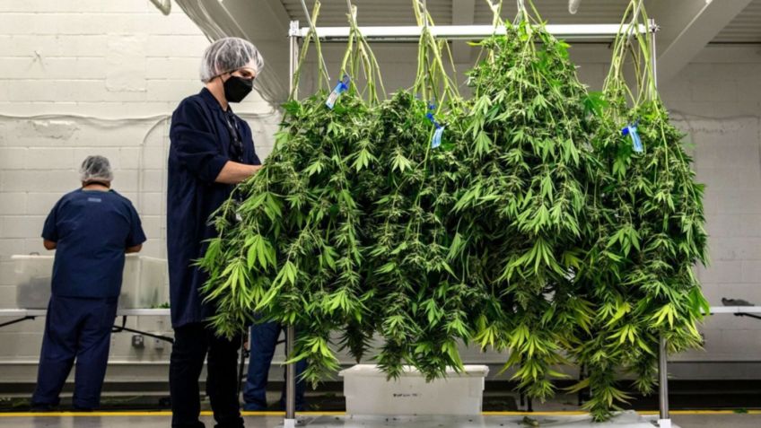 El Gobierno reglamentó la Ley de Cannabis Medicinal