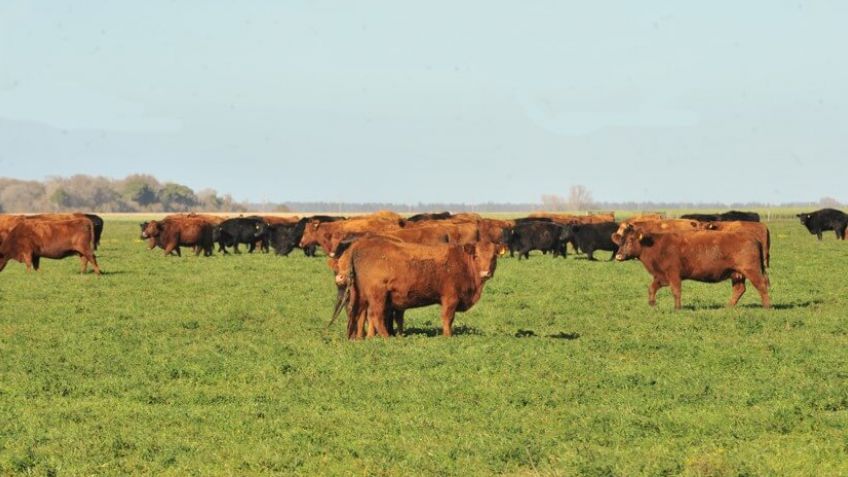 Los indicadores vinculados a la producción bovina registraron un julio positivo