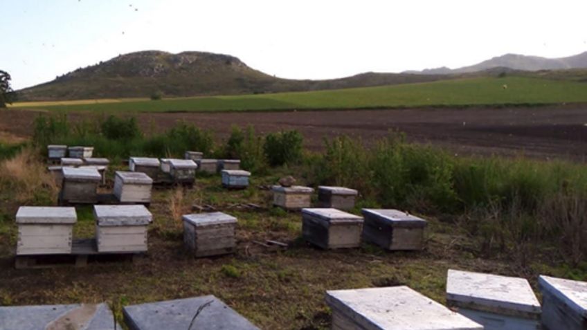 Actividad apícola: Abejas, miel y nuevos senderos
