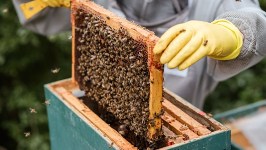 Actividad apícola: Abejas, miel y nuevos senderos