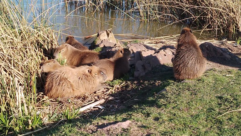 Los carpinchos sorprendieron a locales y turistas en el Lago
