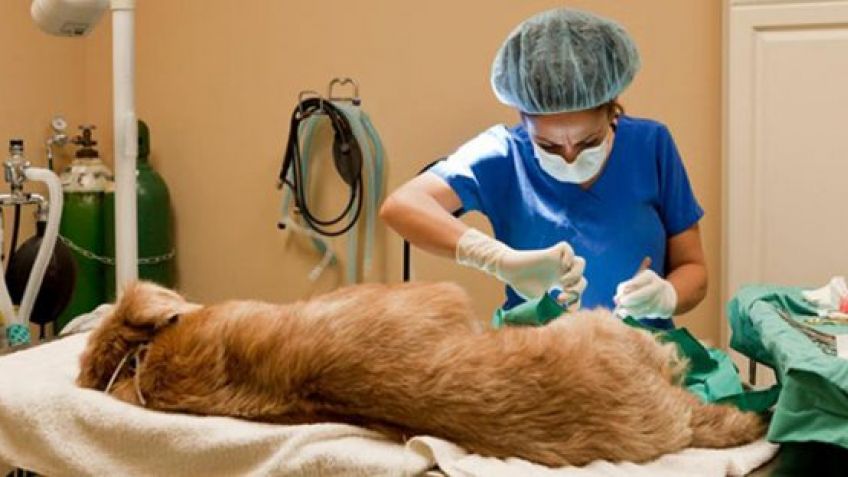 En distintos barrios, continuará el programa de castración y vacunación de animales