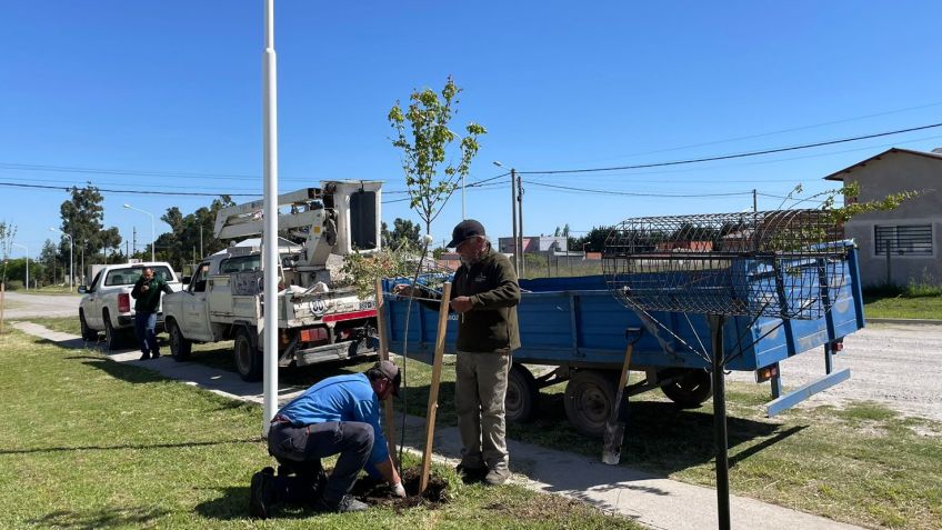 Comenzó la plantación de ejemplares del programa "un árbol para tu vereda"