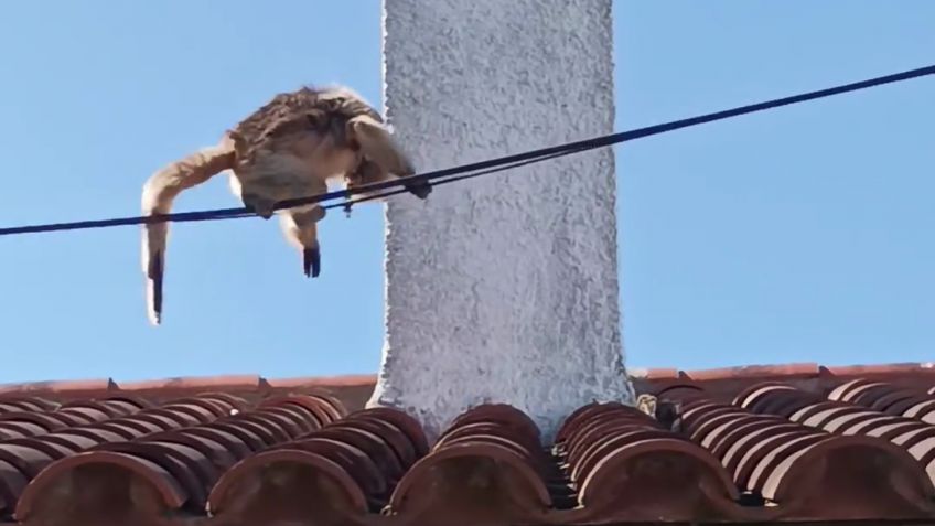 Granja Los Pibes rescató a un mono víctima de mascotismo