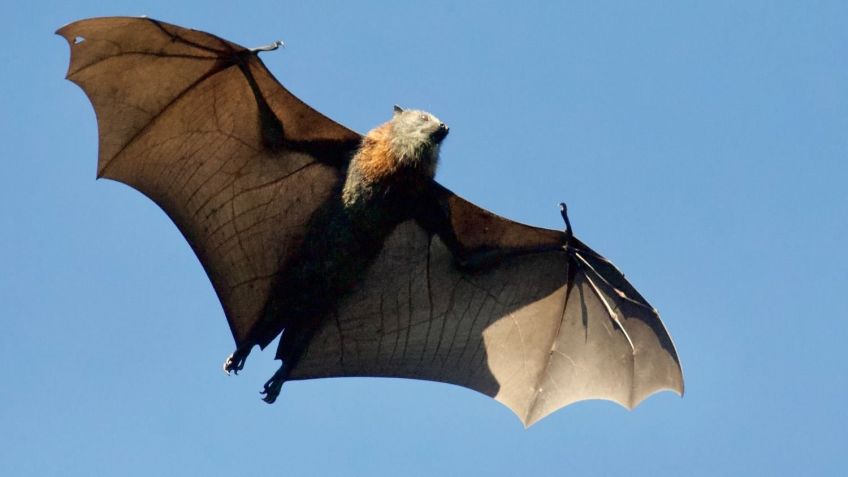 Por un caso de murciélago con rabia se activó el protocolo de vacunación antirrábica de mascotas