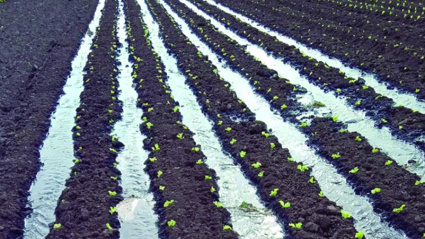 El Municipio abre un espacio en el Mercado Municipal para la comercialización de verduras producidas en Tandil