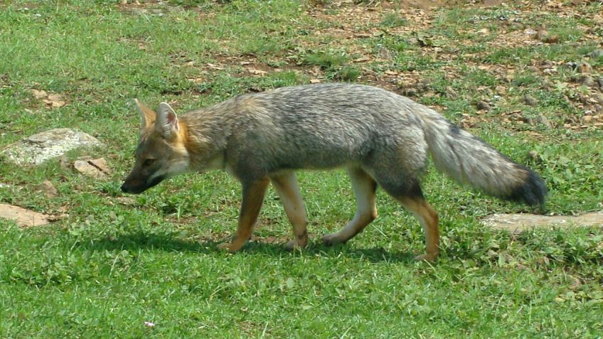 Desde Granja Los Pibes recuerdan no alimentar ni sacar de su hábitat a los zorros grises