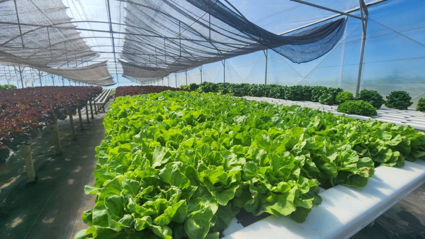 En el Mercado Municipal ahora se podrán comprar verduras hidropónicas
