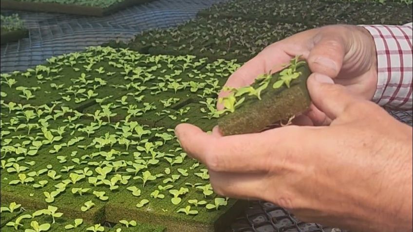 En el Mercado Municipal ahora se podrán comprar verduras hidropónicas
