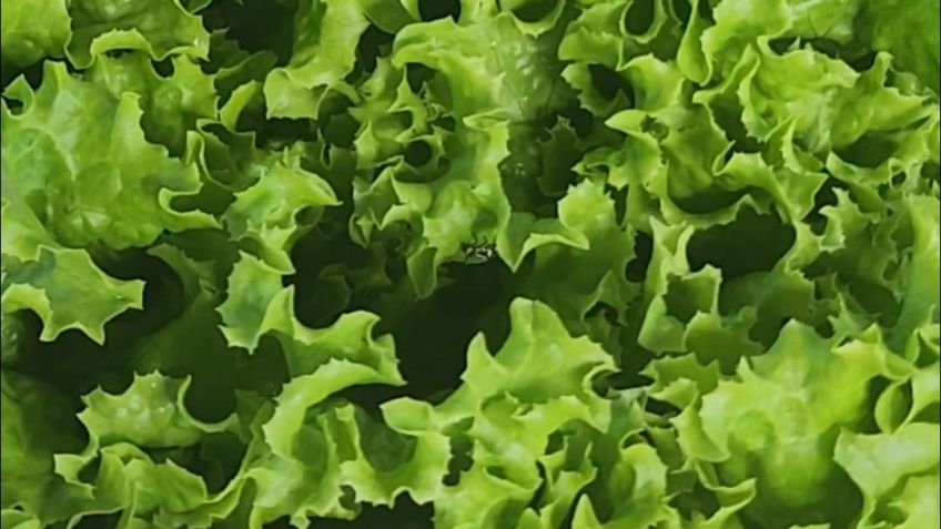 La buena recepción de la gente a las verduras hidropónicas hará que se agreguen productos