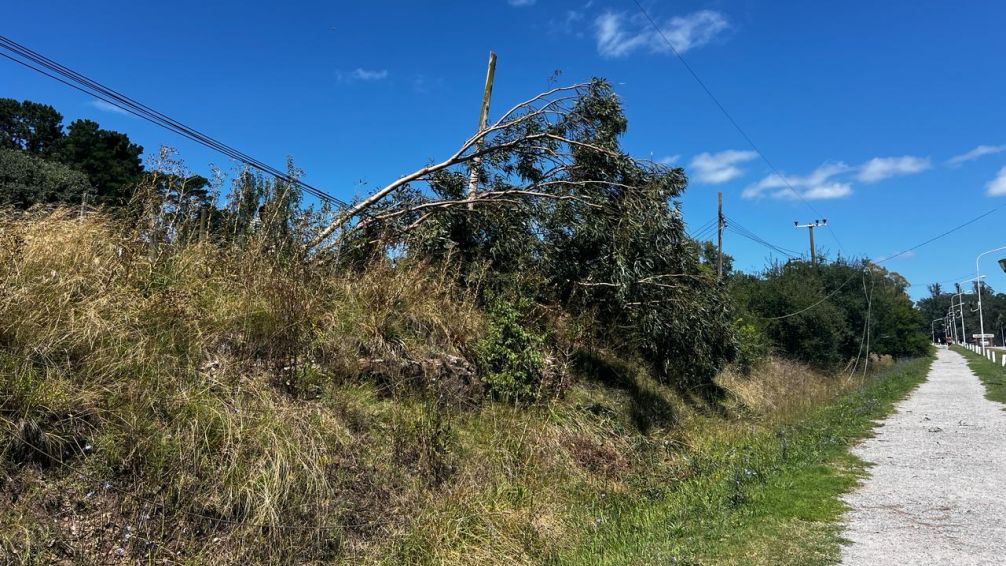 Un árbol cayó sobre el tendido eléctrico y dejó sin luz a 2000 usuarios