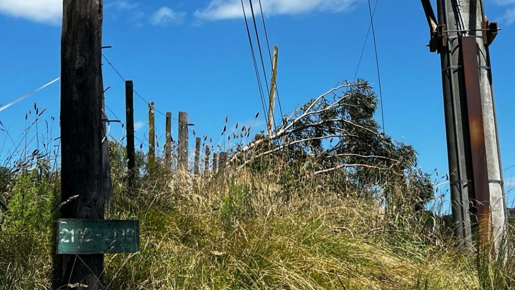 Un árbol cayó sobre el tendido eléctrico y dejó sin luz a 2000 usuarios