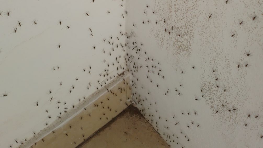 Gran invasión de mosquitos en Tandil