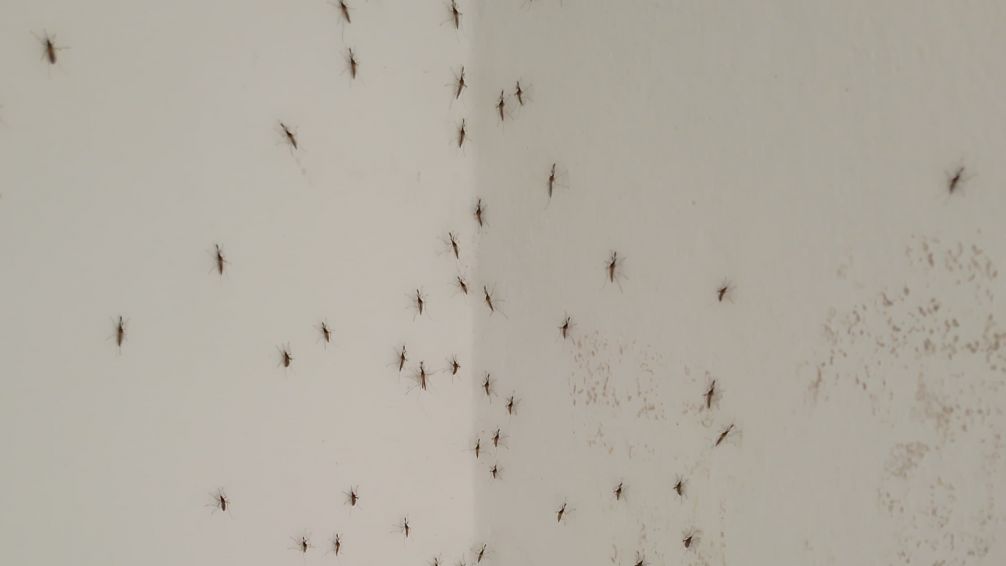 Gran invasión de mosquitos en Tandil