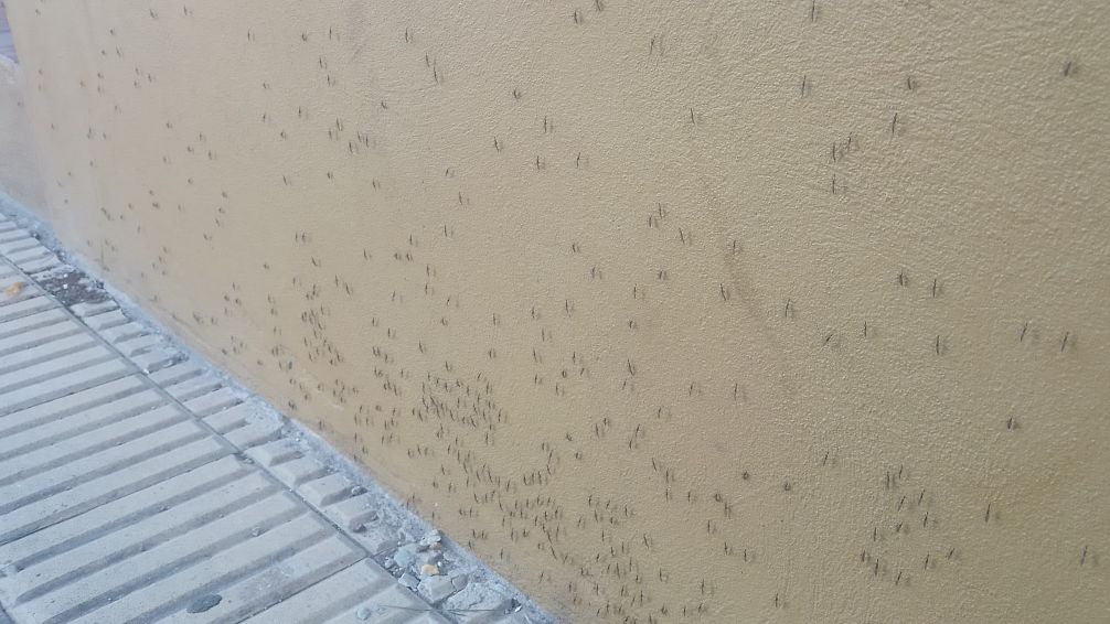 Gran invasión de mosquitos en Tandil