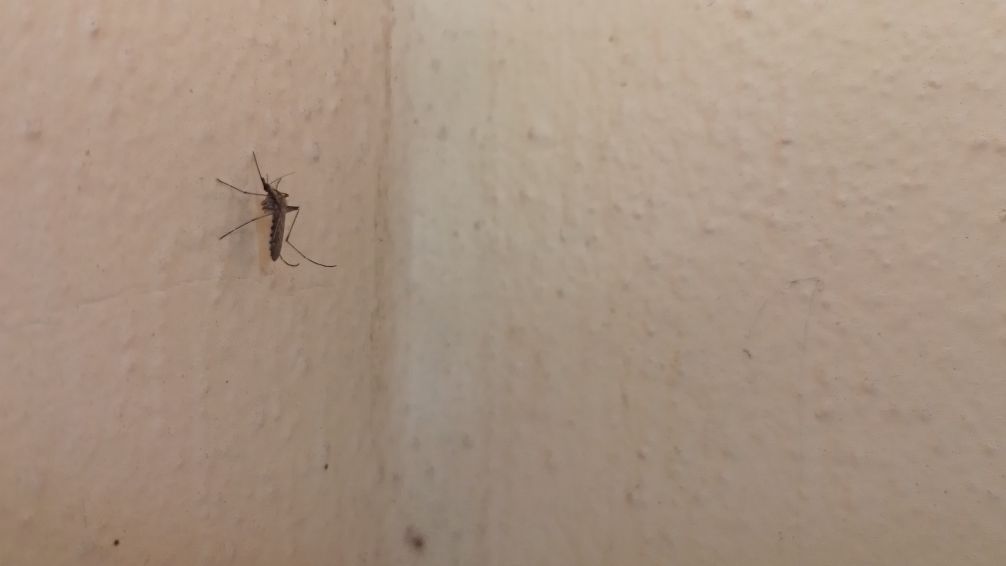 Gran invasión de mosquitos en Tandil