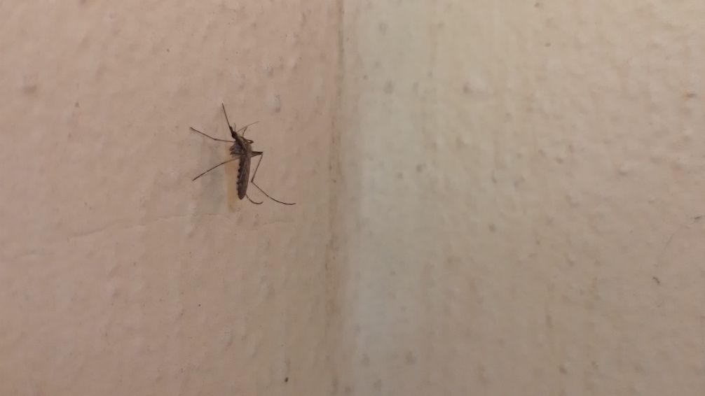 "El mosquito con gran presencia en Tandil no representa riesgo de dengue"