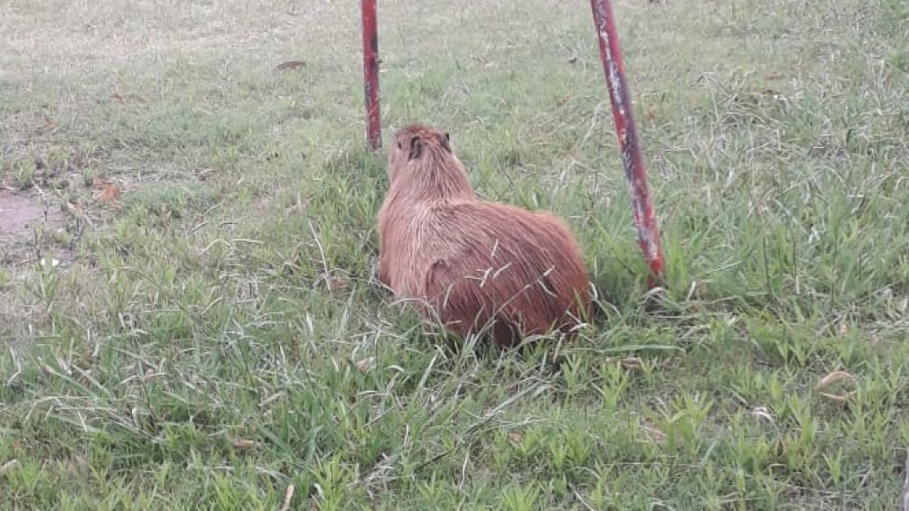 Rescataron un carpincho en el Patio de la Escuela Normal