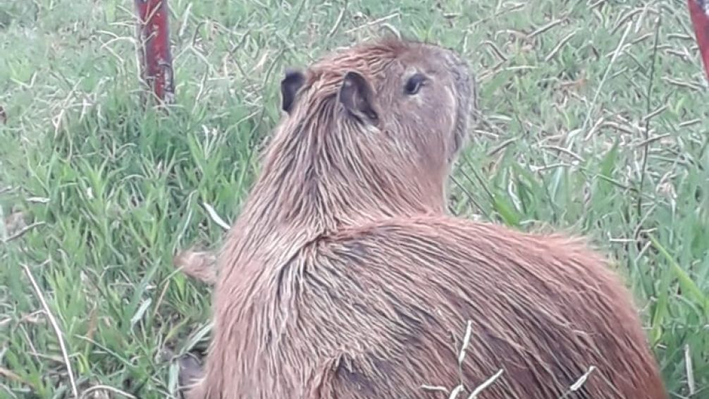 Rescataron un carpincho en el Patio de la Escuela Normal