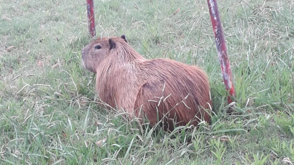 Rescataron un carpincho en el Patio de la Escuela Normal