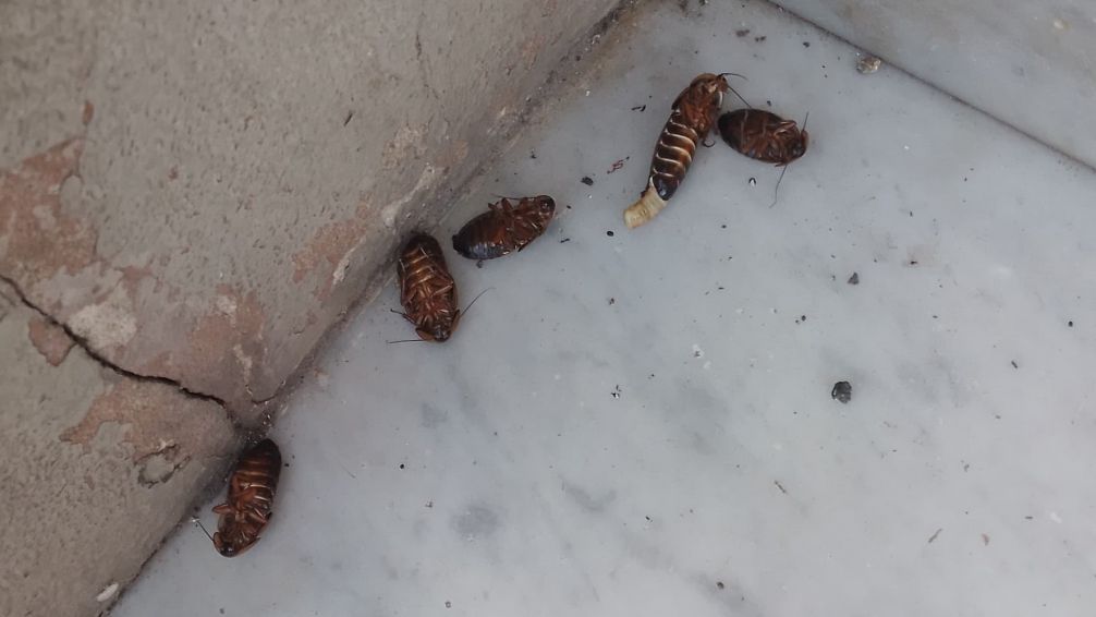 Una cuadra llena de cucarachas