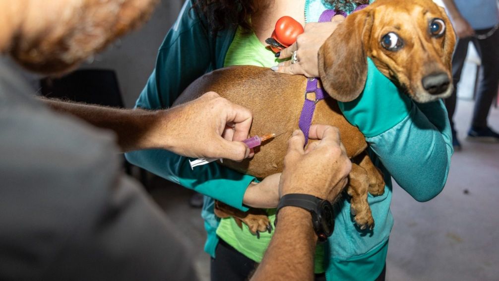 Se activó el protocolo de vacunación antirrábica de mascotas por un caso de murciélago con rabia