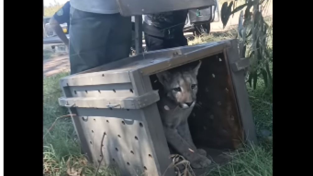 Granja Los Pibes rescató un puma en Necochea