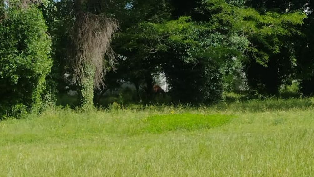 Un hombre usurpó terrenos de El Calvario con una huerta y animales de granja